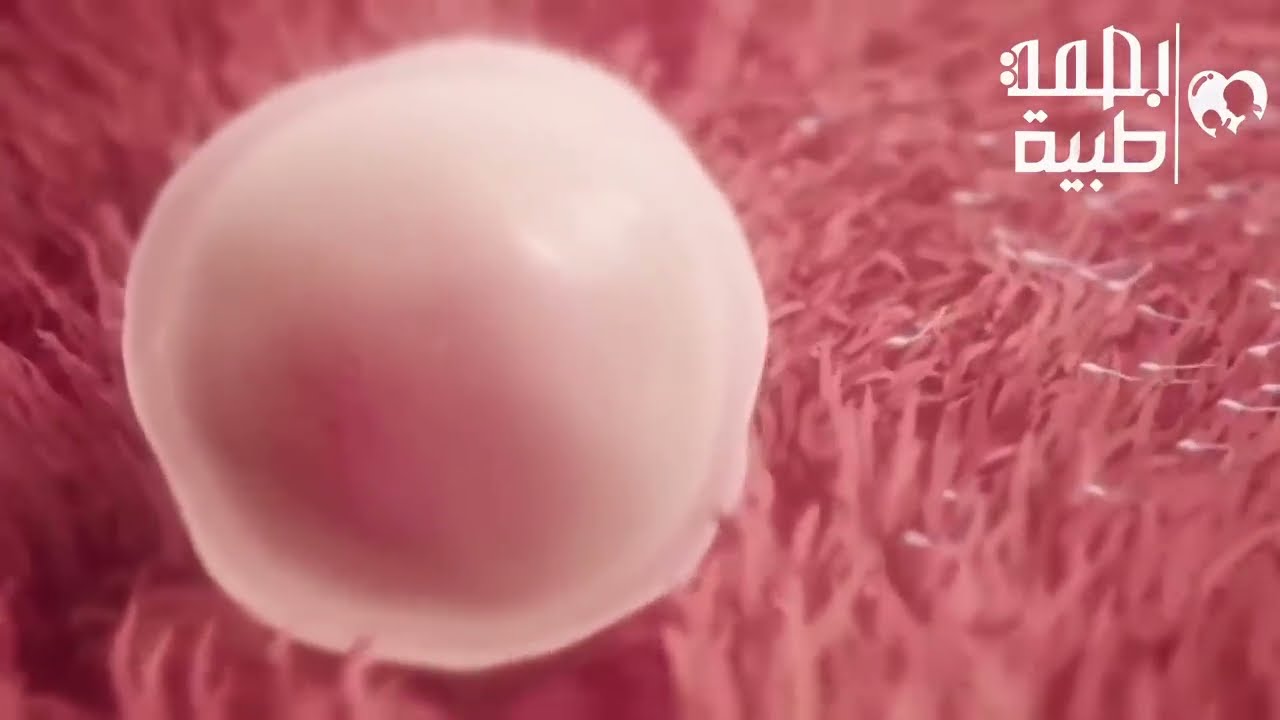 شاهد كيف تحدث الدورة الشهرية والتبويض عند النساء
