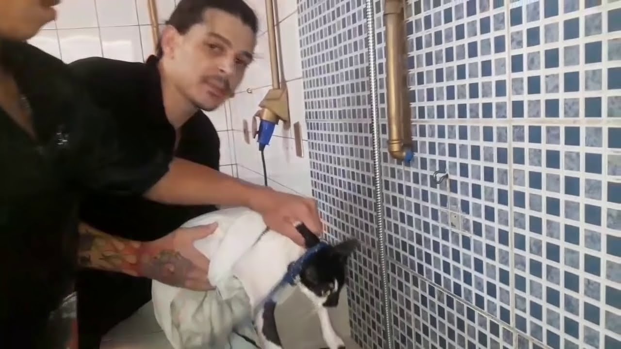 Gato muito bravo,(banho e tosa)aula 100%prática veja e aprenda..
