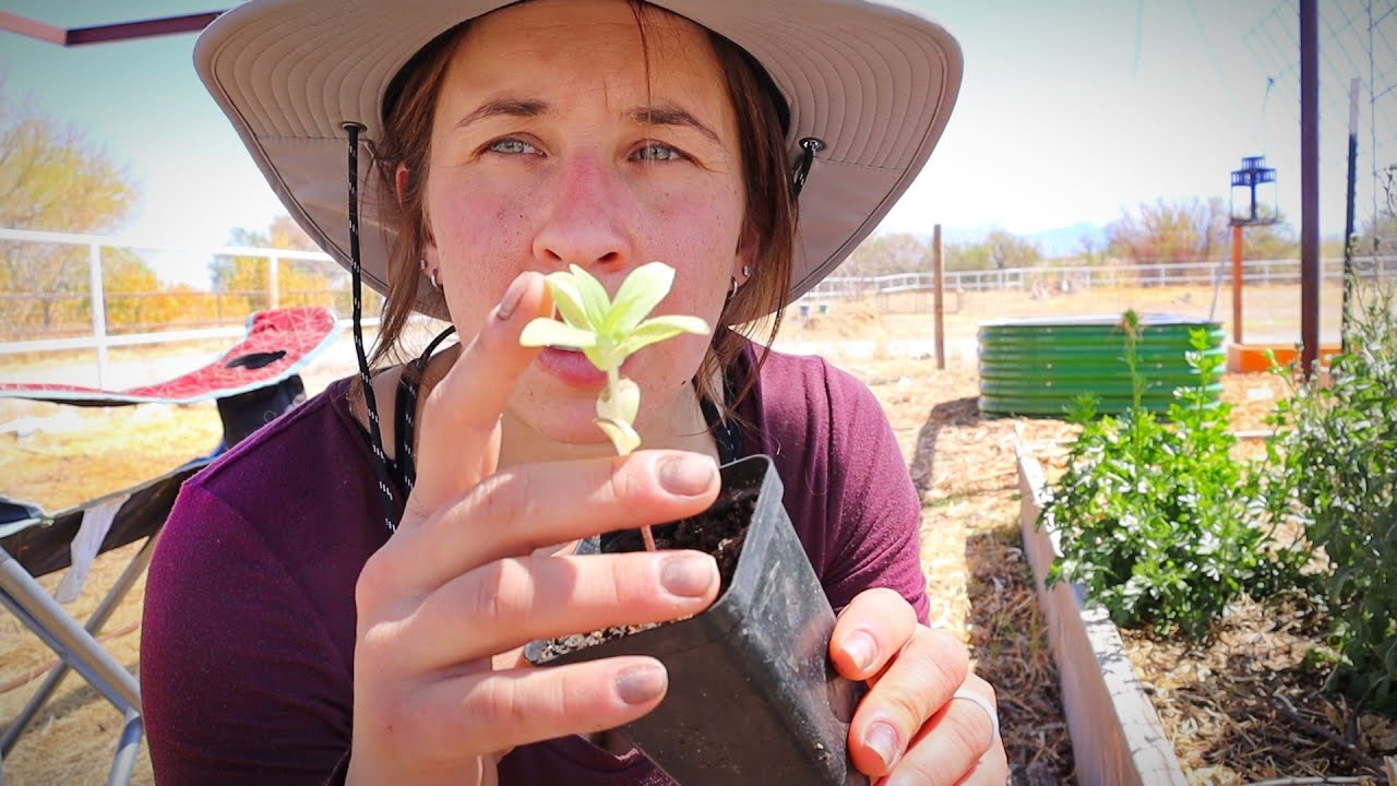 Spend the Day Gardening With Me | Soil Problems, Composting, Transplanting