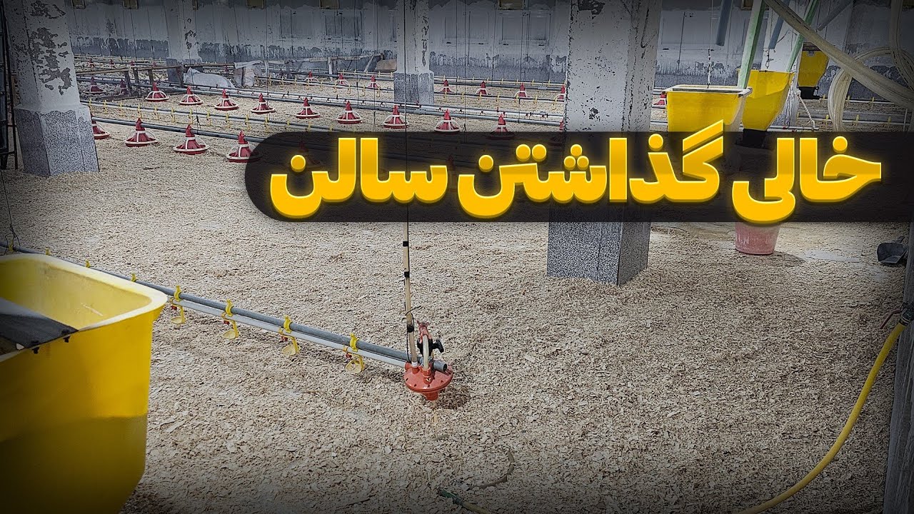 خالی گذاشتن سالن آماده جوجه ریزی چه مزایایی دارد؟