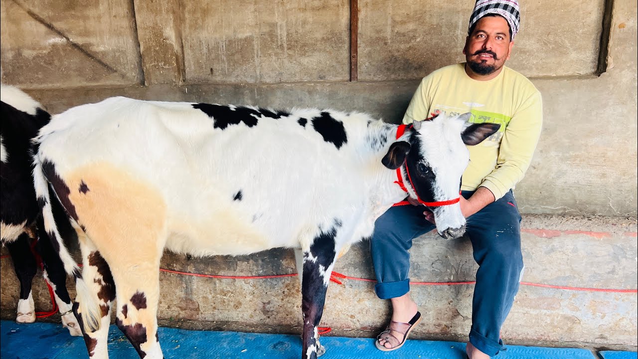 ਮੁੱਲ 15 ਹਜ਼ਾਰ ਵਿੱਚ 3 ਵੱਛੀਆ ਵਿਕਾਉ-3 heifer for sale #brardairyfarmmoga 
