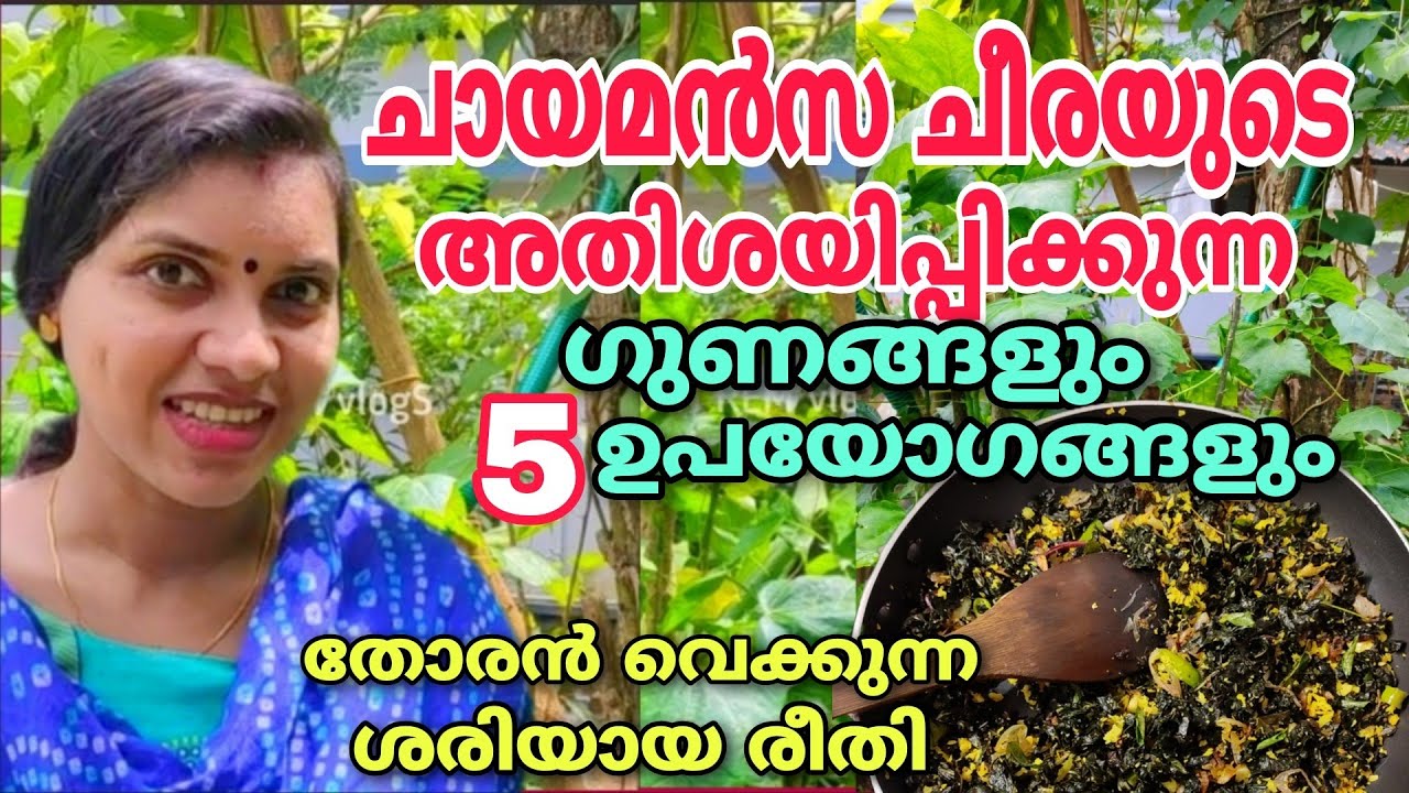 ചായമൻസ ചീരയുടെ അതിശയിപ്പിക്കുന്ന ഗുണങ്ങളും 5 ഉപയോഗങ്ങളും| Chayamansa, The king of leafy vegetables |