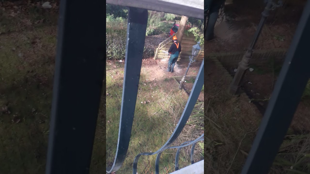 saw conifers coniferen zagen