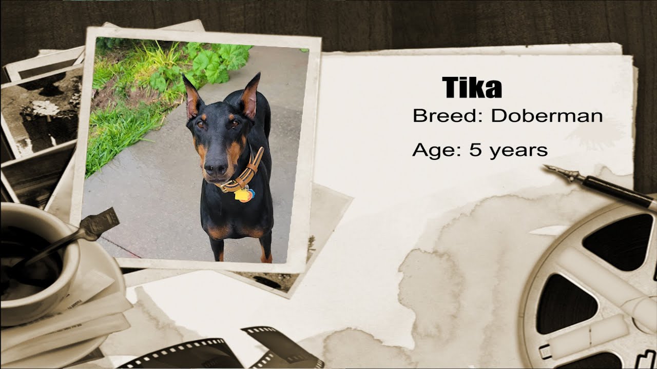 Tika (Doberman)- Off Leash k9 Training of Southern Utah