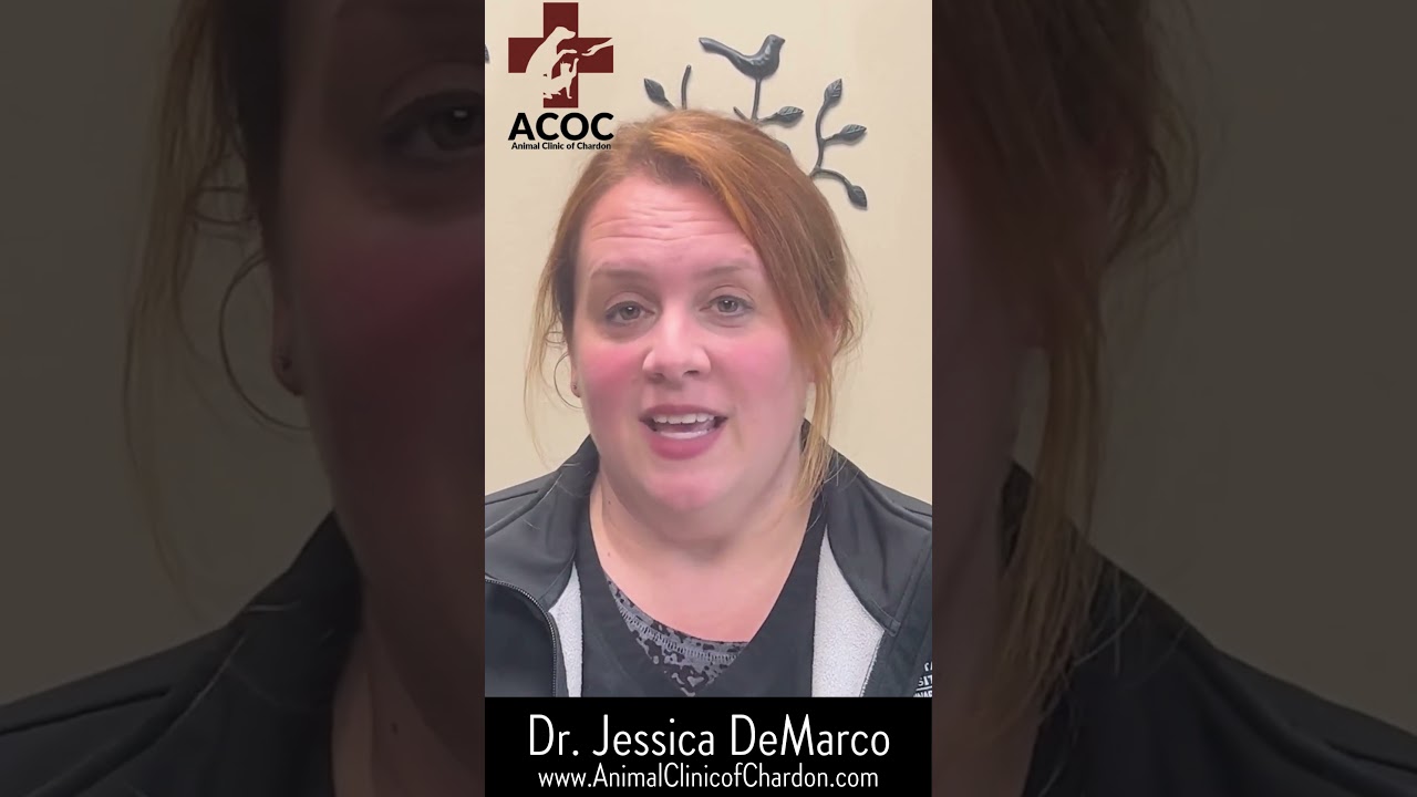 Ask a Vet - Trazodone and Gabapentin