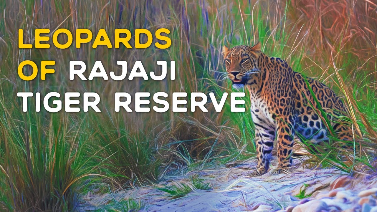 Leopards of Rajaji Tiger Reserve 2023 (Uttarakhand) - 4K Video Hindi | हिन्दी