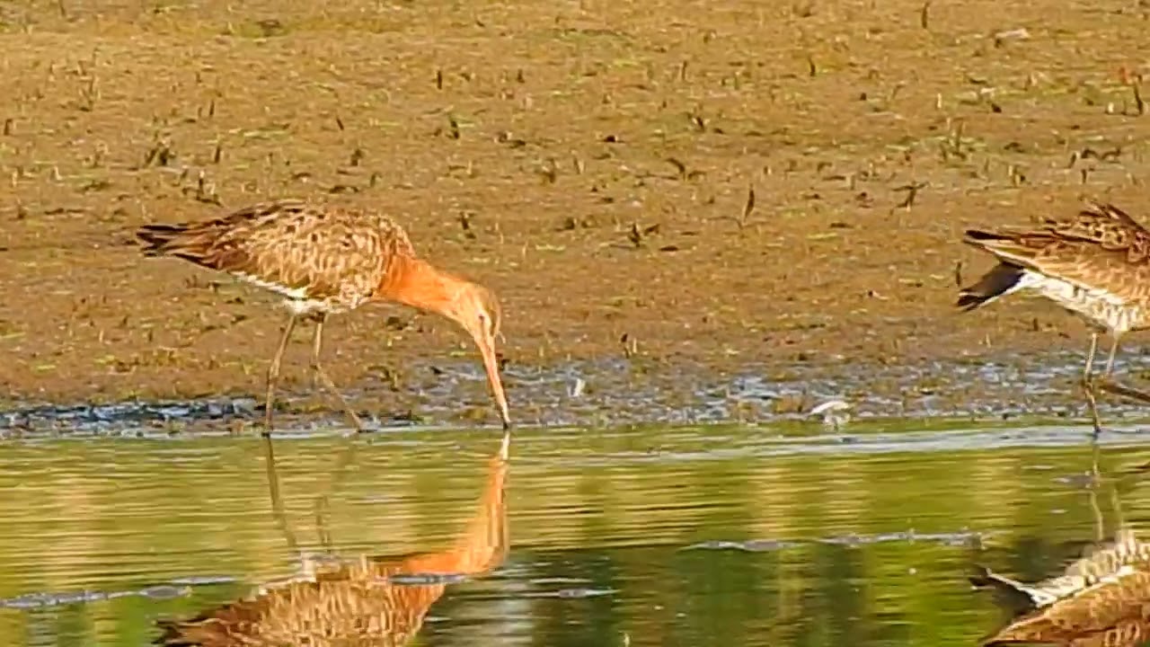 Limosa limosa, rycyk. Południowa Wielkopolska.