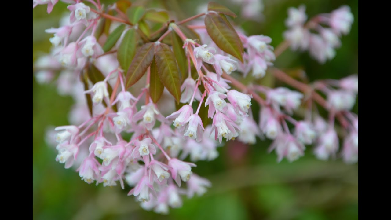 Staphylea holocarpa 'Rosea' (Chinese Bladdernut)