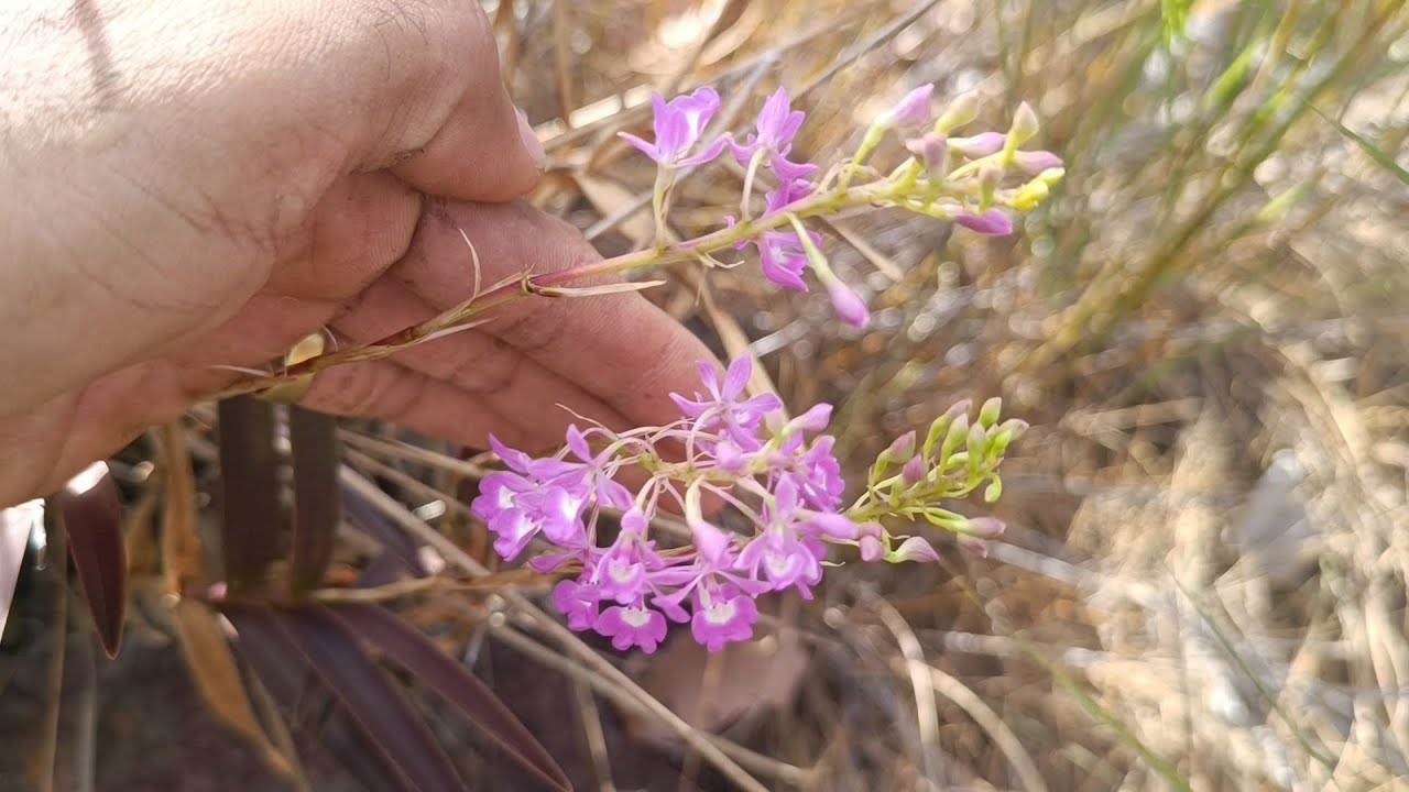 Orquídeas floridas no habitat. Epidendrum campestre #orquídeas #natureza