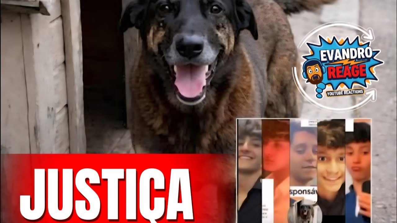 Justiça pelo cão orelha, parece não dá em nada.