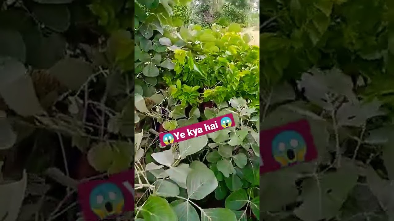 😱ye kya hai 😲 ध्यान से देखिए 😱😲😲 #shorts #youtubeshorts #short