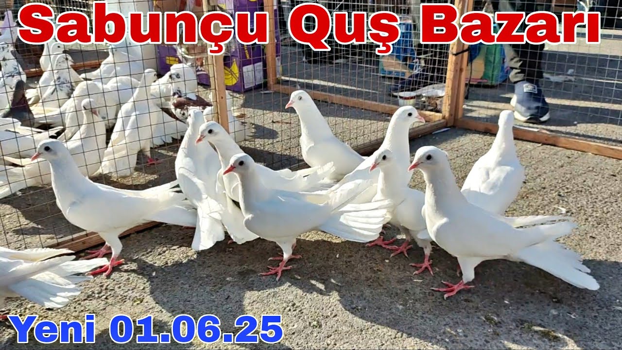 Sabunçu Quş Bazarı 1 iyun 2025