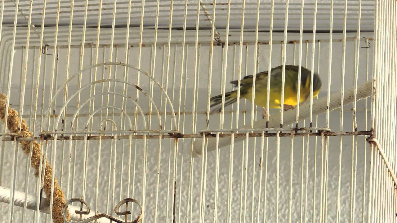 serin pays 974 st philippe