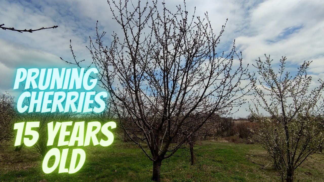 How to prune cherry trees that has never pruned before