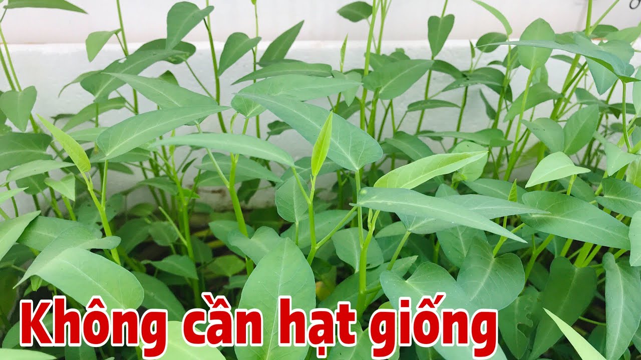 Phát hiện cách trồng Rau Muống không cần hạt giống không cần đất kết quả rất tuyệt vời .