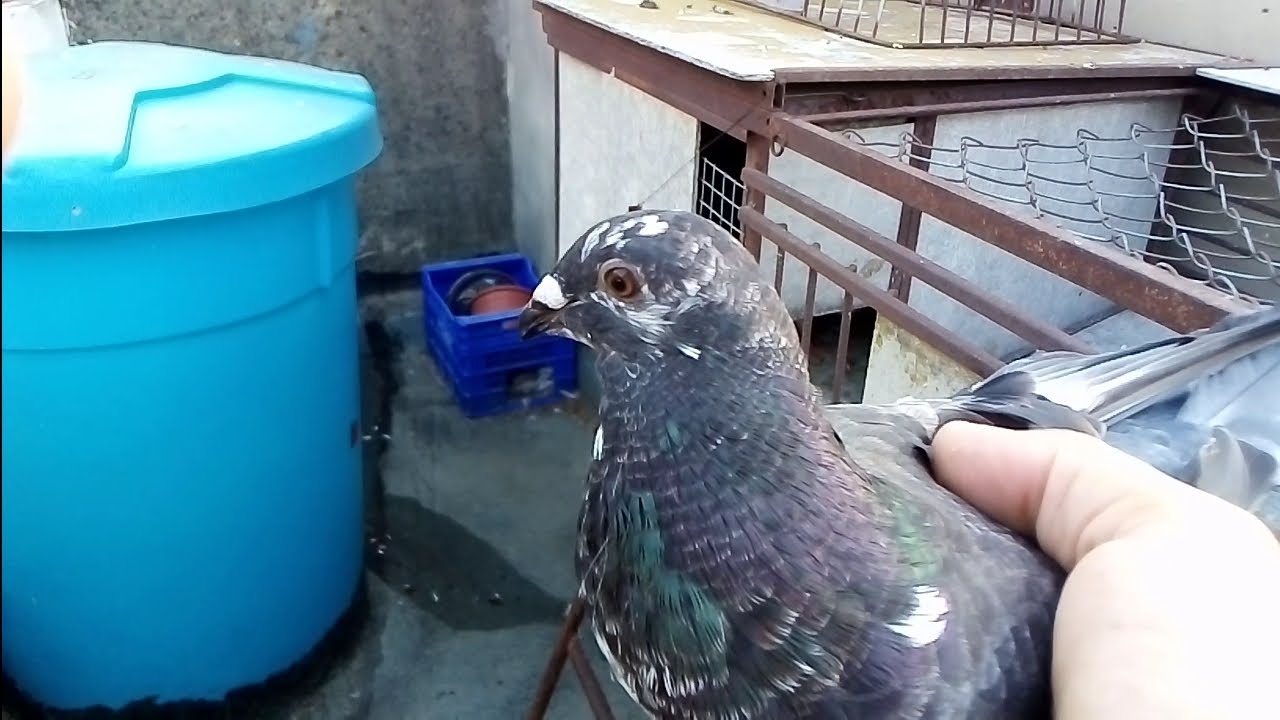 ¿Que es un palomo bueno? palomos deportivos 👍cullera. Valencia. Sports pigeons