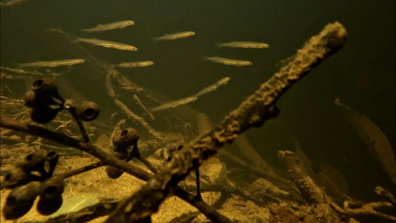 Native Fish: Juvenile Climbing Galaxias (Galaxias brevipinnis), Sydney