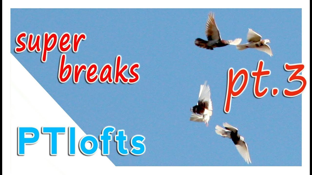 Birmingham roller pigeons  Part 3. Beautiful kit breaks.