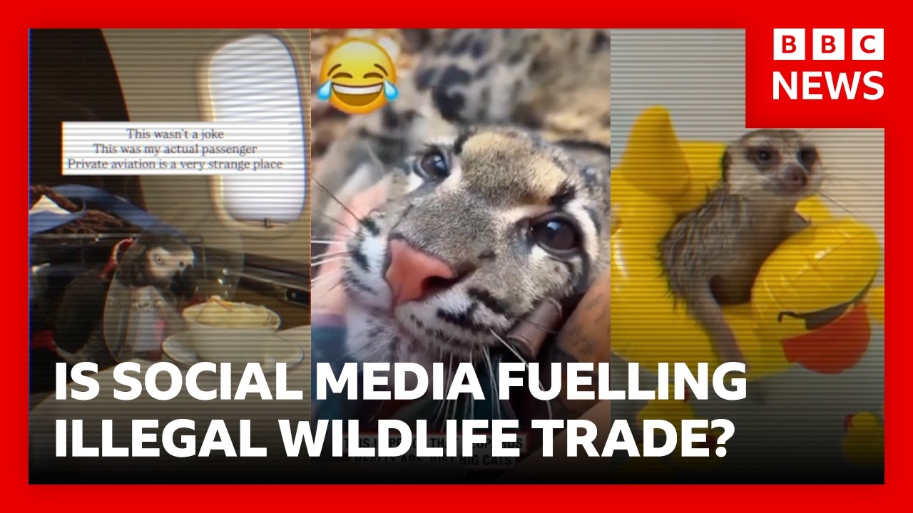 The truth behind viral social media videos of exotic animals | BBC News