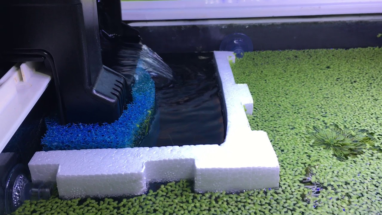 How To Shrimp-proof Seachem Tidal 35 Filter