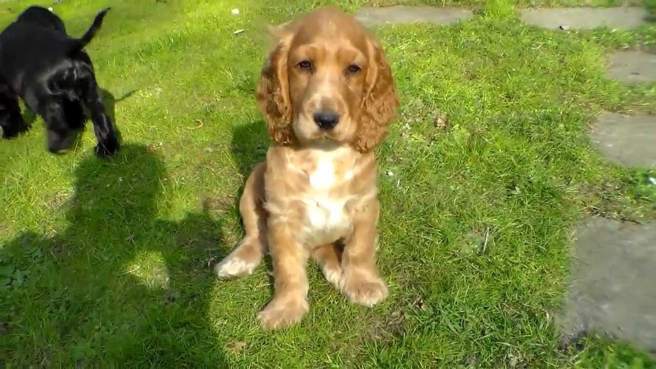 Vendesi Cuccioli Cocker Spaniel