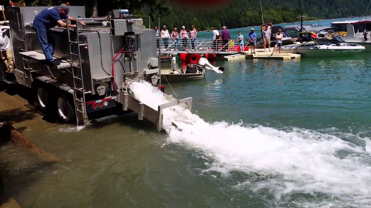 Baker lake sockeye fish taxi
