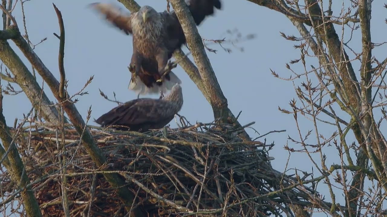 Seeadler NRW - Seeadlerpaar 2026 - Horstarbeiten