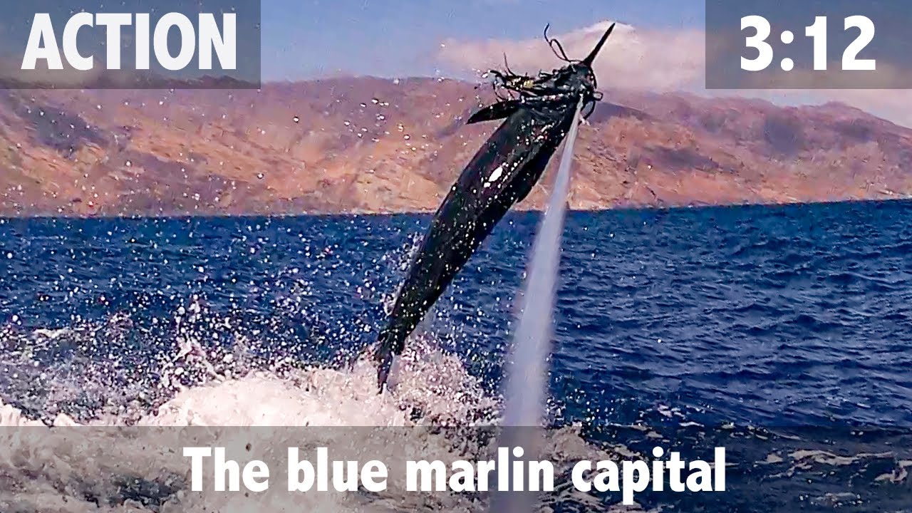Cape Verde the Blue Marlin Capital