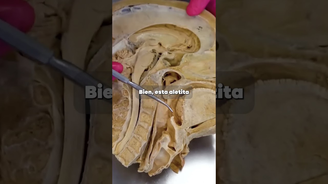 Por que tragas y NO respiras la comida #anatomia #ciencia #aprender #saber #curiosidades #comer