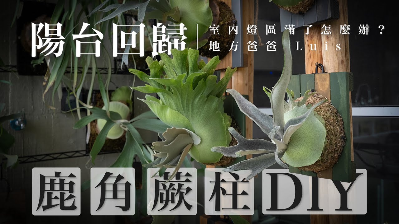 鹿角蕨柱DIY｜燈區滿了｜陽台回歸｜養鹿日常｜platycerium｜indoorplanting
