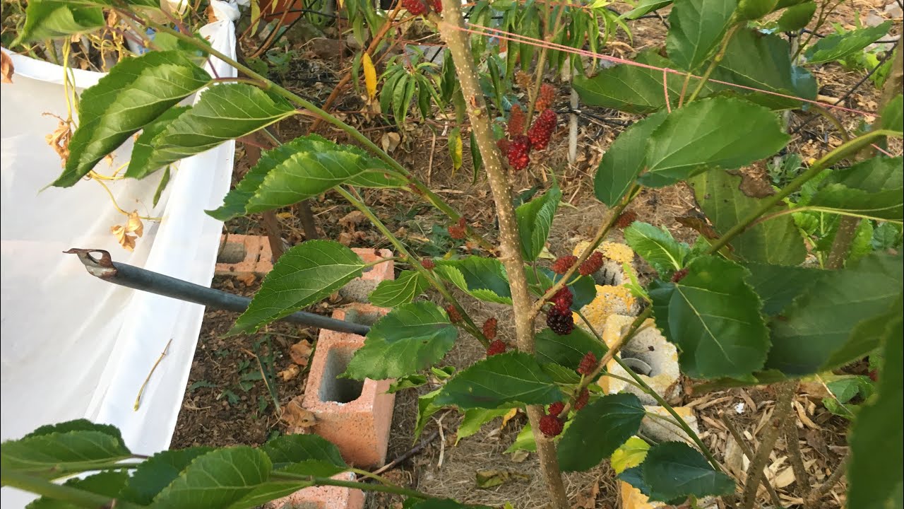 COMO PROPAGAR UN &Aacute;RBOL DE MORA POR ESQUEJES. MUY F&Aacute;CIL!!!