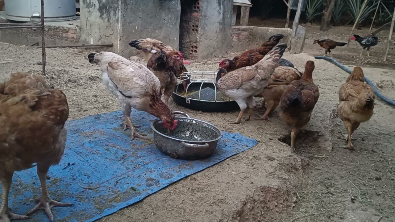 Chickens Pecking Rice Grains 🐥🌾