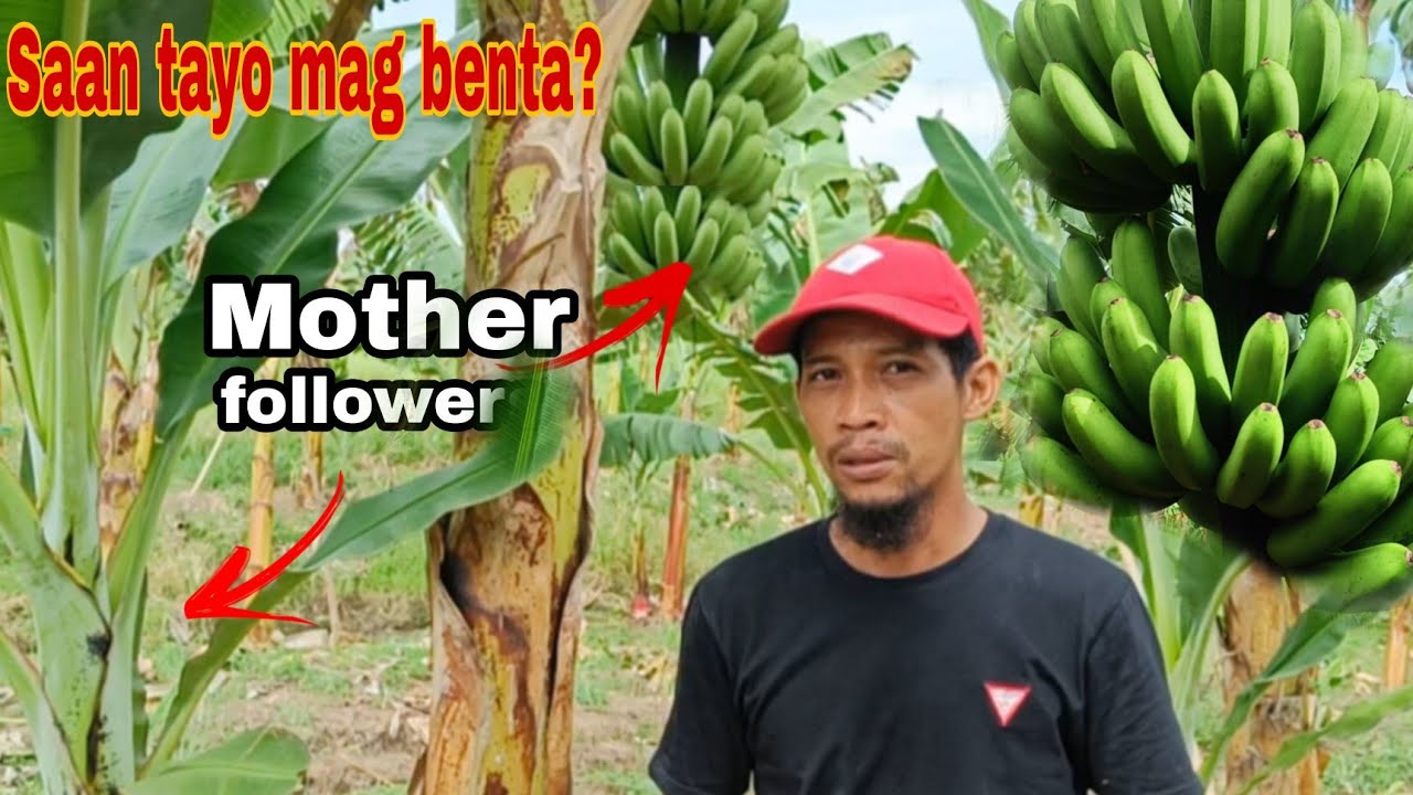 ANG DAMI NG BUNGA NG ATING LAKATAN AT FOLLOWER/ GHA AGRI TV