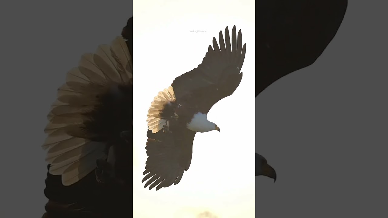 African Fish Eagle 🦅