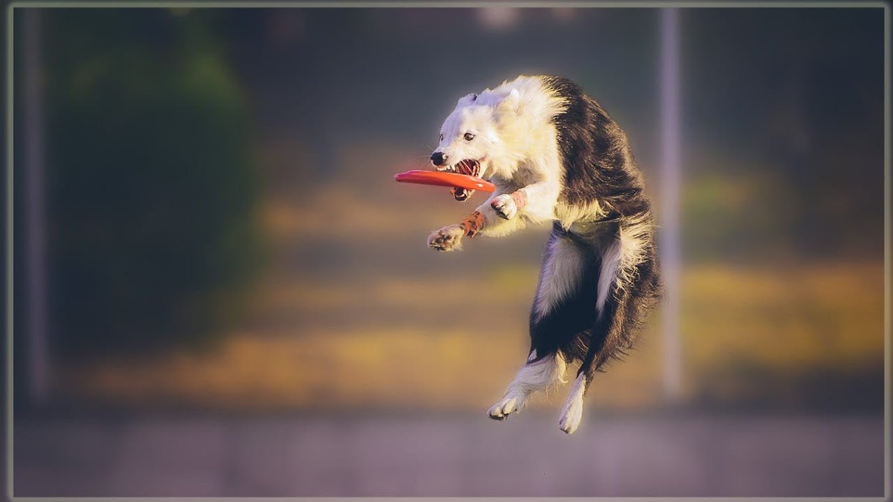 Loky& Israel European Championship Hungary USDDN 2023 DiscDog