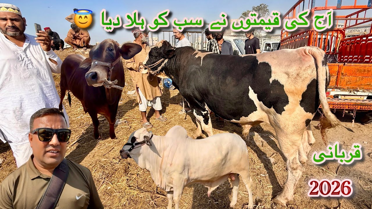 Karachi Cow Mandi Bhains Colony Latest Rates Update 11 Mar 2026 || Qurbani Season 2026 