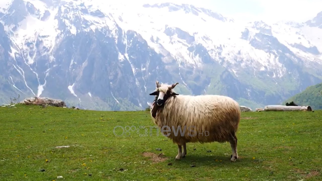 Speciale/ Livadhet e Gjarprit të Dragobisë, bukuria e virgjër e bjeshkëve atraksion për të huajit