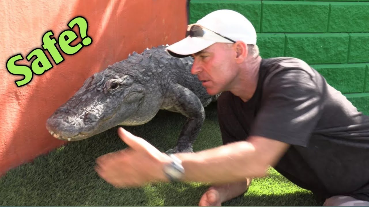 Alligator Rescue at Everglades Holiday Park! (Gator Boys!)