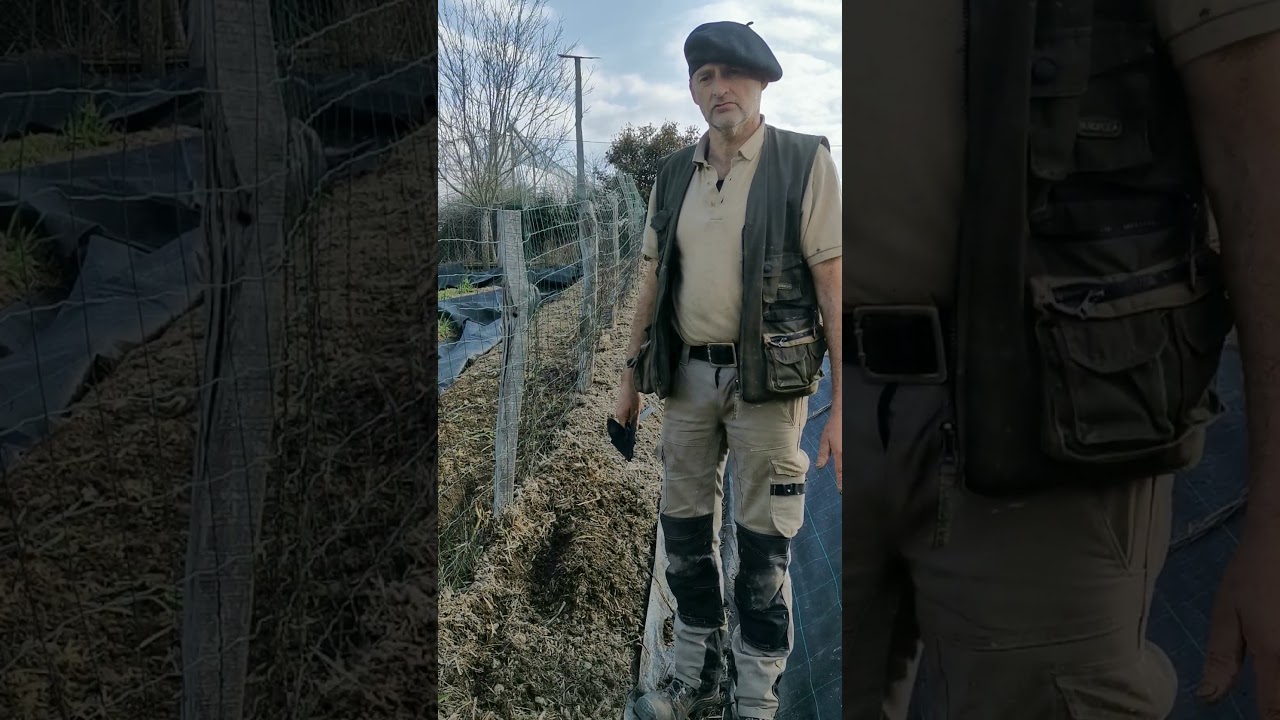 Plantation de petits pois en permaculture au domaine d'Alôsnys