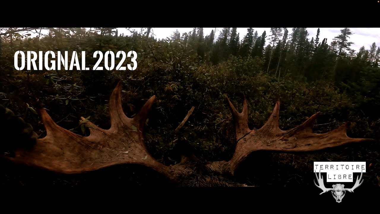 4k - Chasse à l'Orignal 2023 - TERRITOIRE LIBRE - Zone 28 - Lac-St-Jean