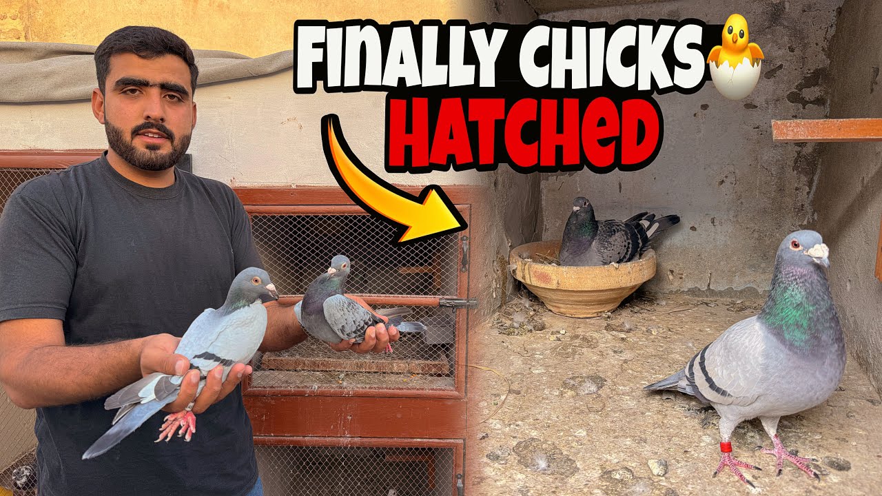 Pair No.05 Ky Chicks Hatch 🐣 Hogye | Just Huzaifa Khan | 