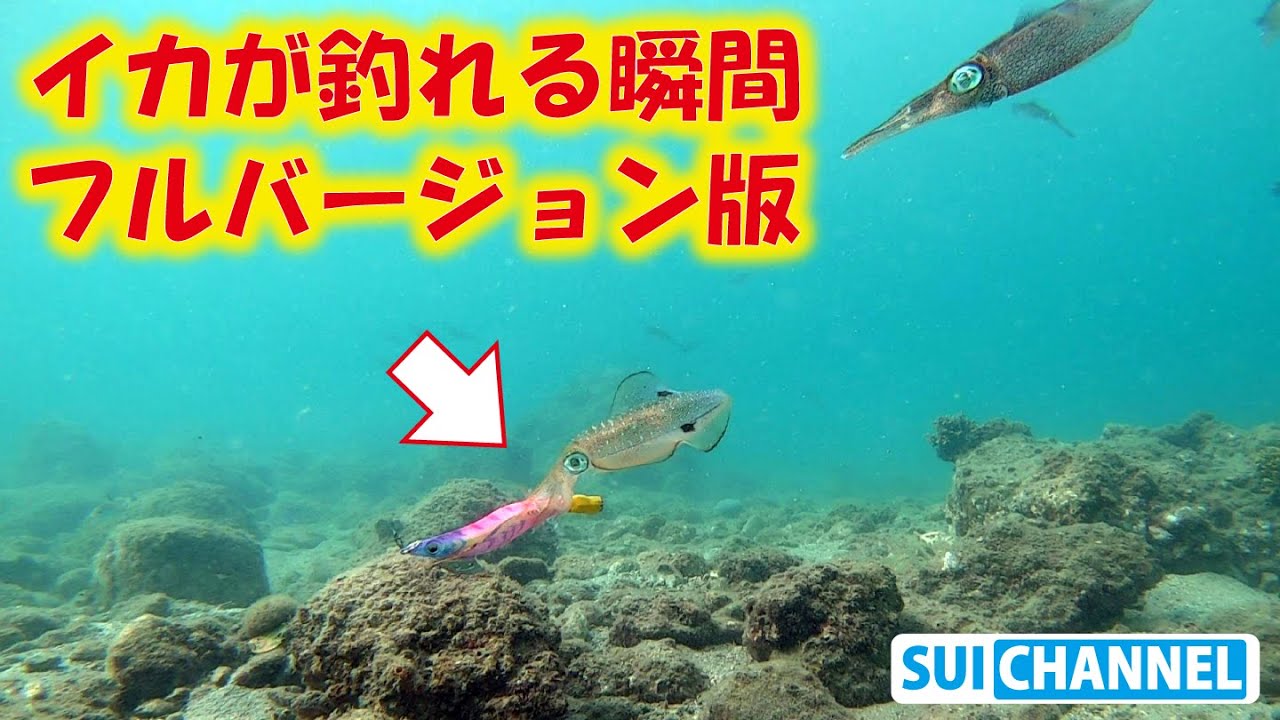水中映像で見るアオリイカがエギを抱くまでの動き！各自研究用【フルバージョン】The moment when the squid grabs the lure‼