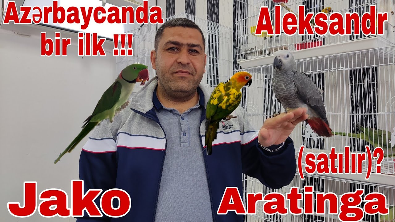 Jako.Aratinga.Aleksandr #jako #aratinga #aleksandr #mubarizemintv