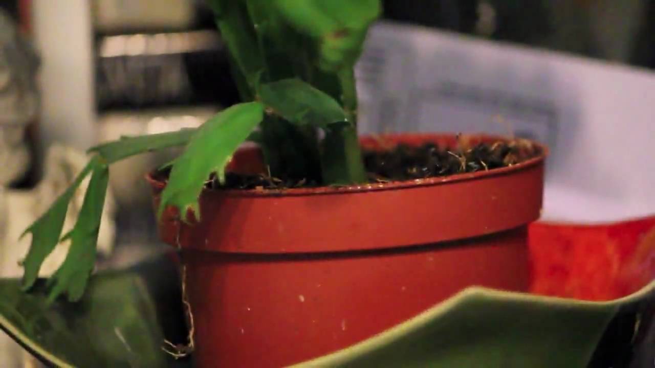 Canon EOS 550D - autofocus during video