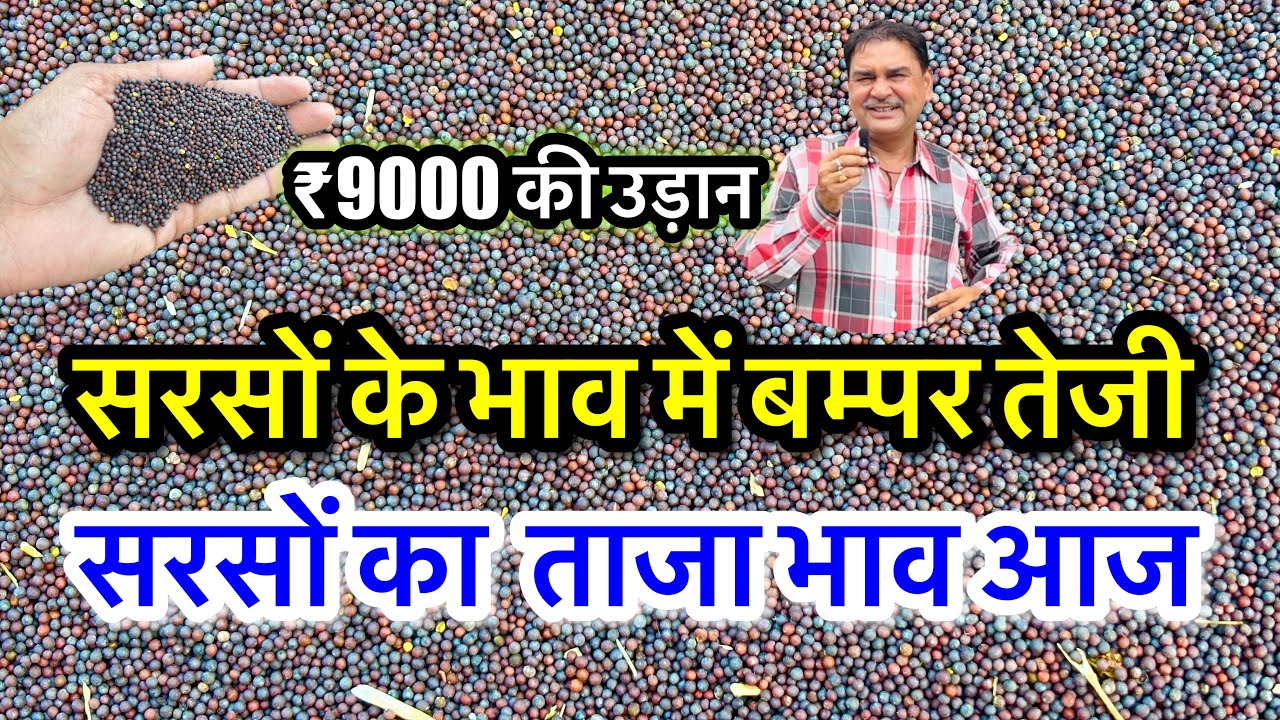 नई सरसों का ताजा भाव आज का अलवर मंडी! सरसों के भाव में आया जोरदार उछाल देखें भाव, #sarso_ka_bhav