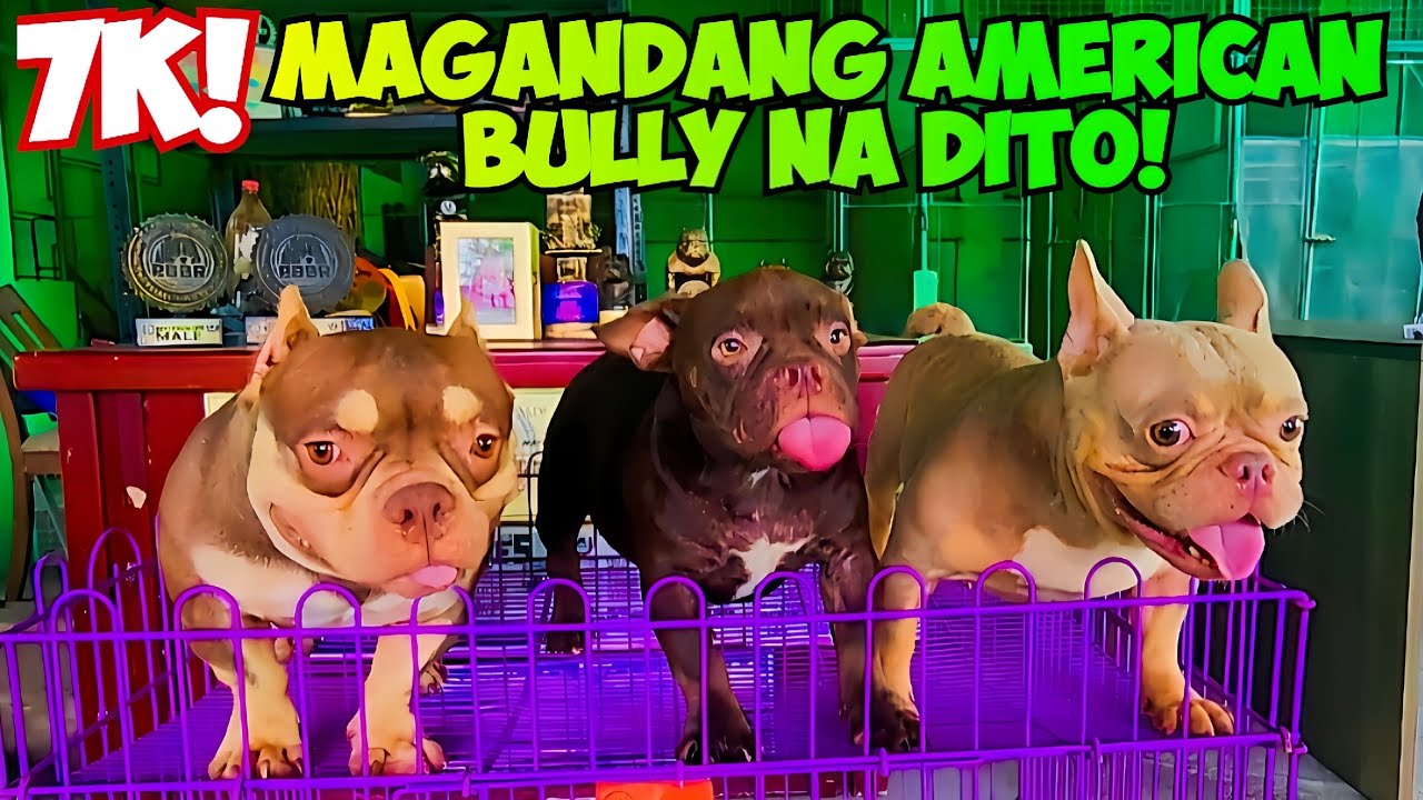 DITO MAKAKA KUHA KA NG BULLIES AND BULLDOGS SA PRESYONG ABOT KAYA! LEGIT BREEDER PA!