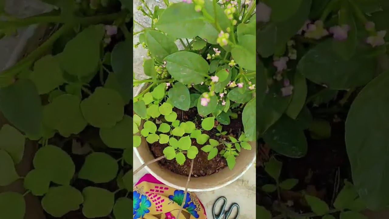 Gori chikudikayalu, menti kura harvesting in my terese garden 🏡💖💖 like and share 🙏🙏💖🥰