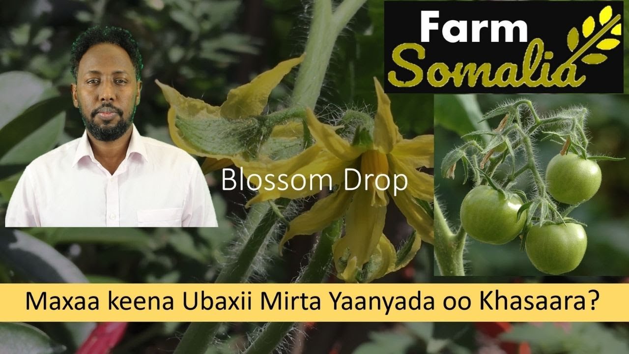 Blossom Drop: Maxaa keena Ubaxii Mirta Yaanyada oo Khasaara?.