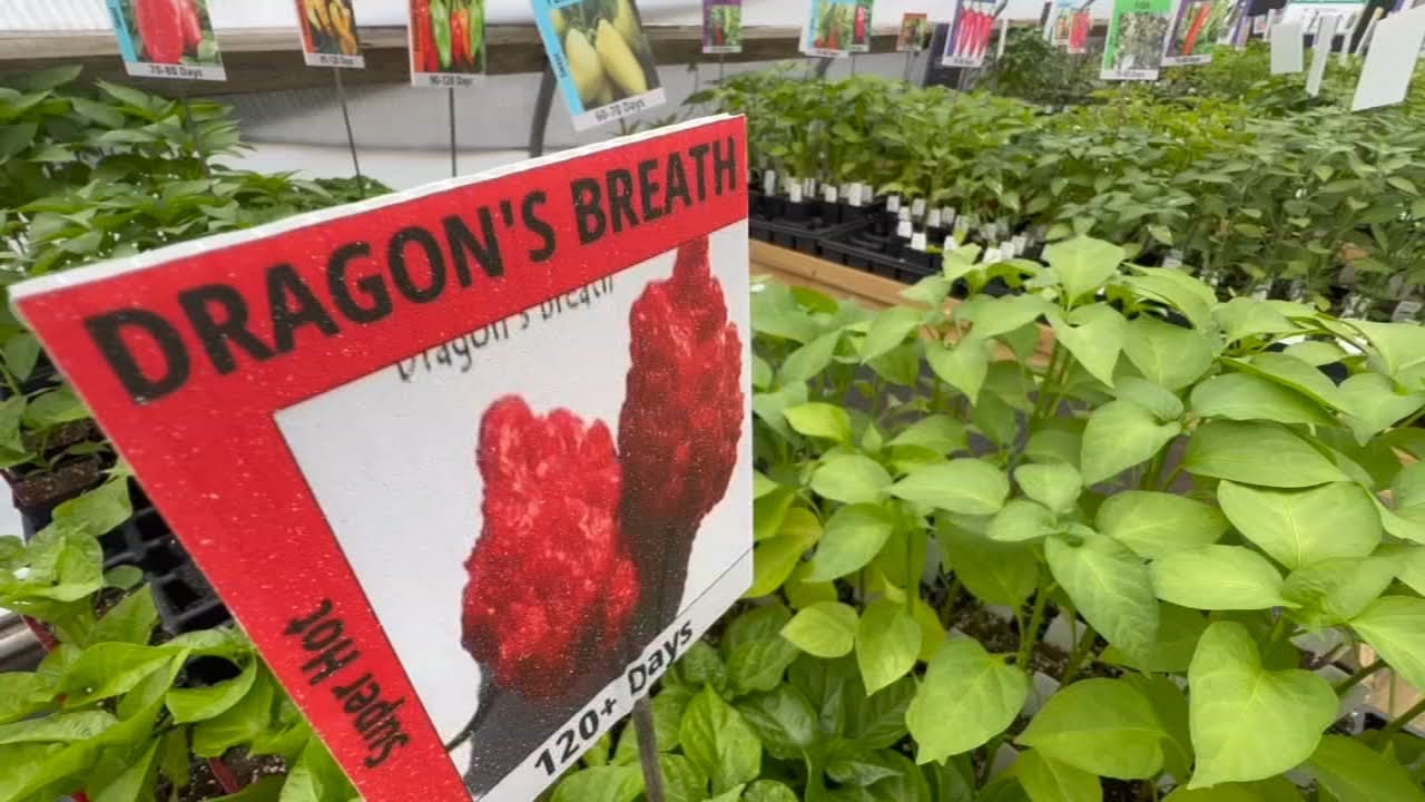 New Jersey is actually home to the world's largest chili pepper farm