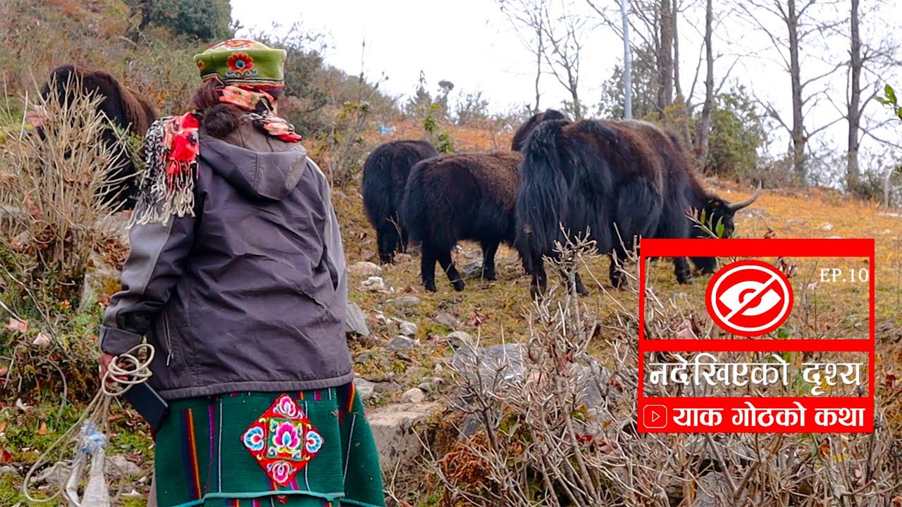 याक गोठको कथा || Story of Himalayan Yak Nadekhiyako Drisya Ep.10 Dawadeji Tamang.